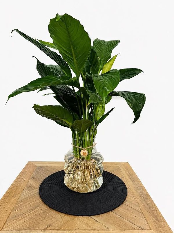 Large Peace Lily in signature Ring Vase