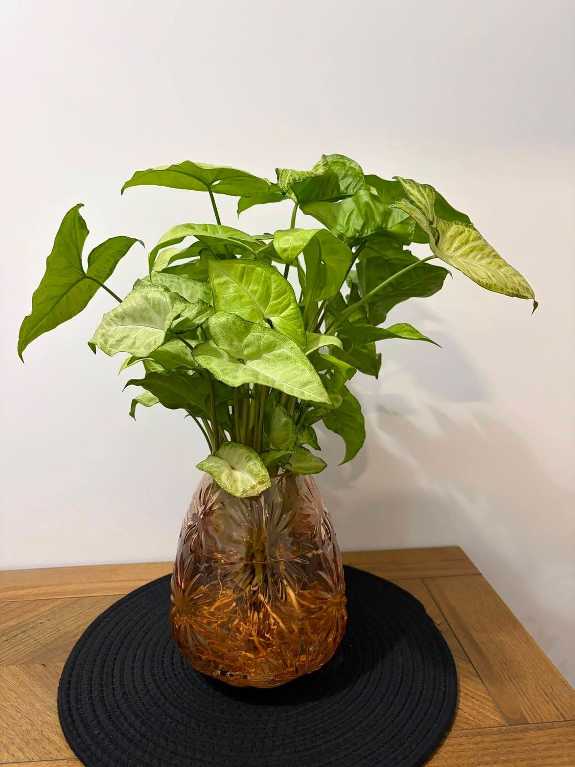White Butterfly Syngonium in Rose Floral Vase White Butterfly Syngonium in Rose Floral Vase