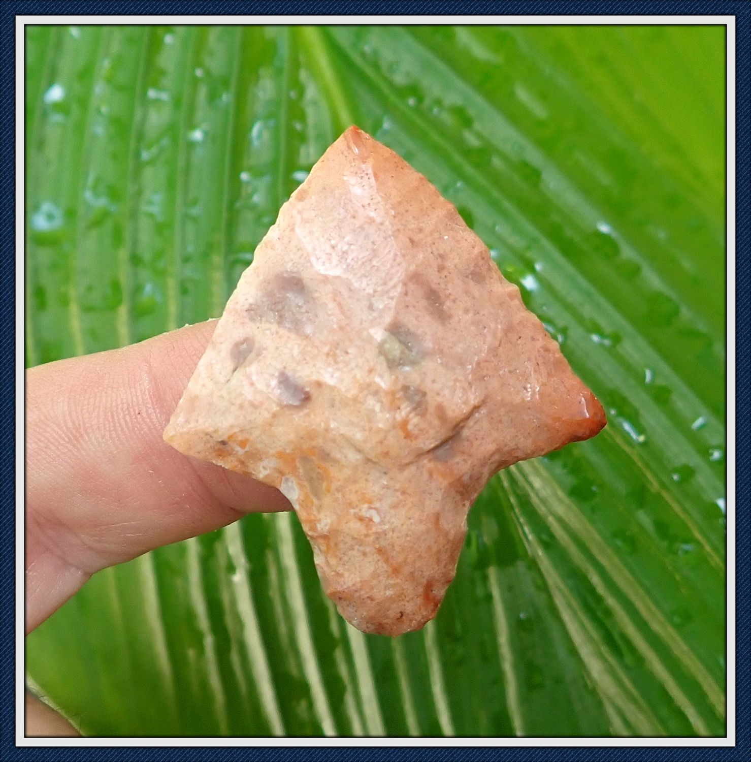 ~ Pasco Co. Florida ~ Coral Marion ~ Spear Point ~