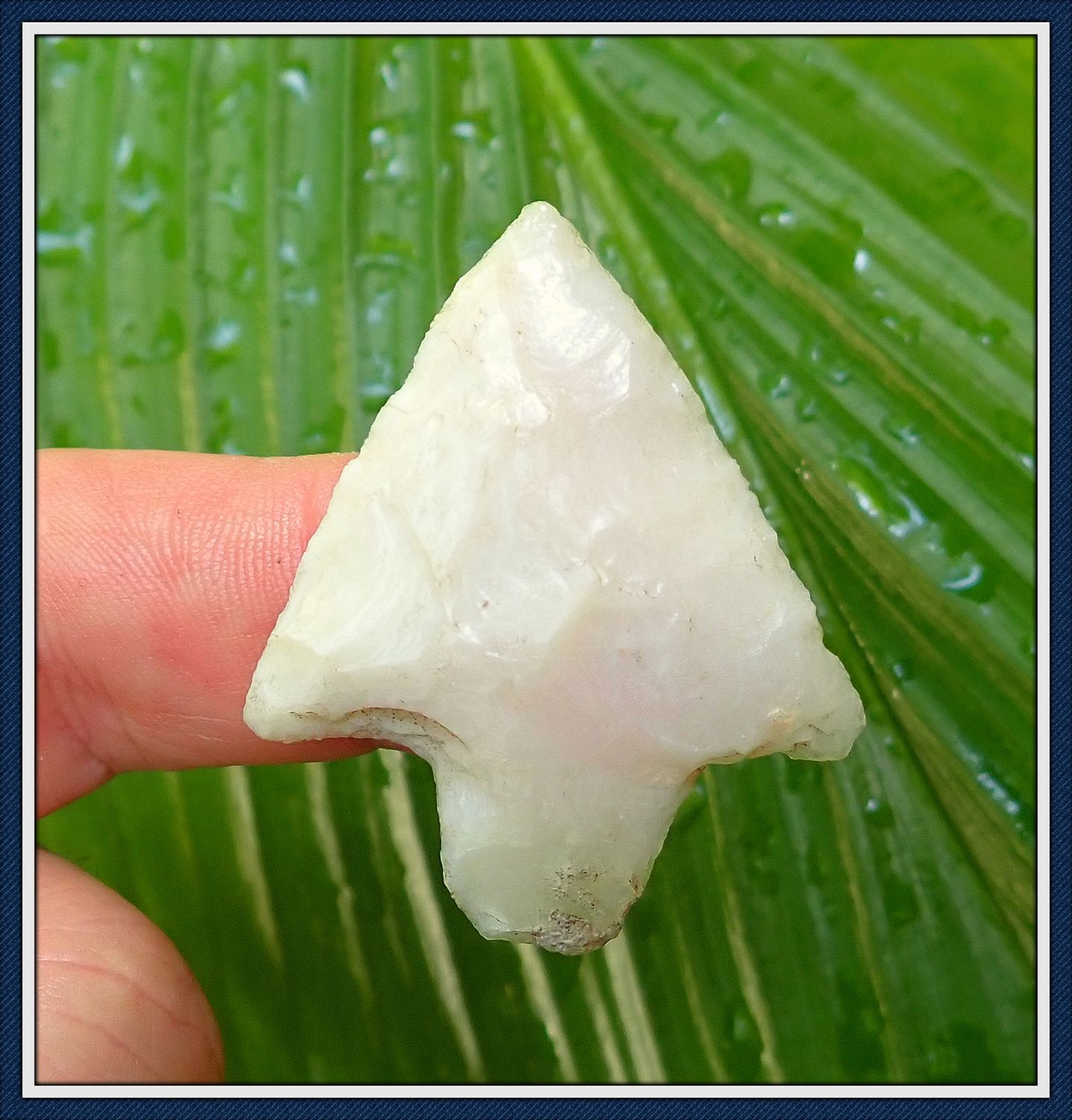 ~ Pasco Co. Florida ~ Coral Marion ~ Spear Point ~ 2
