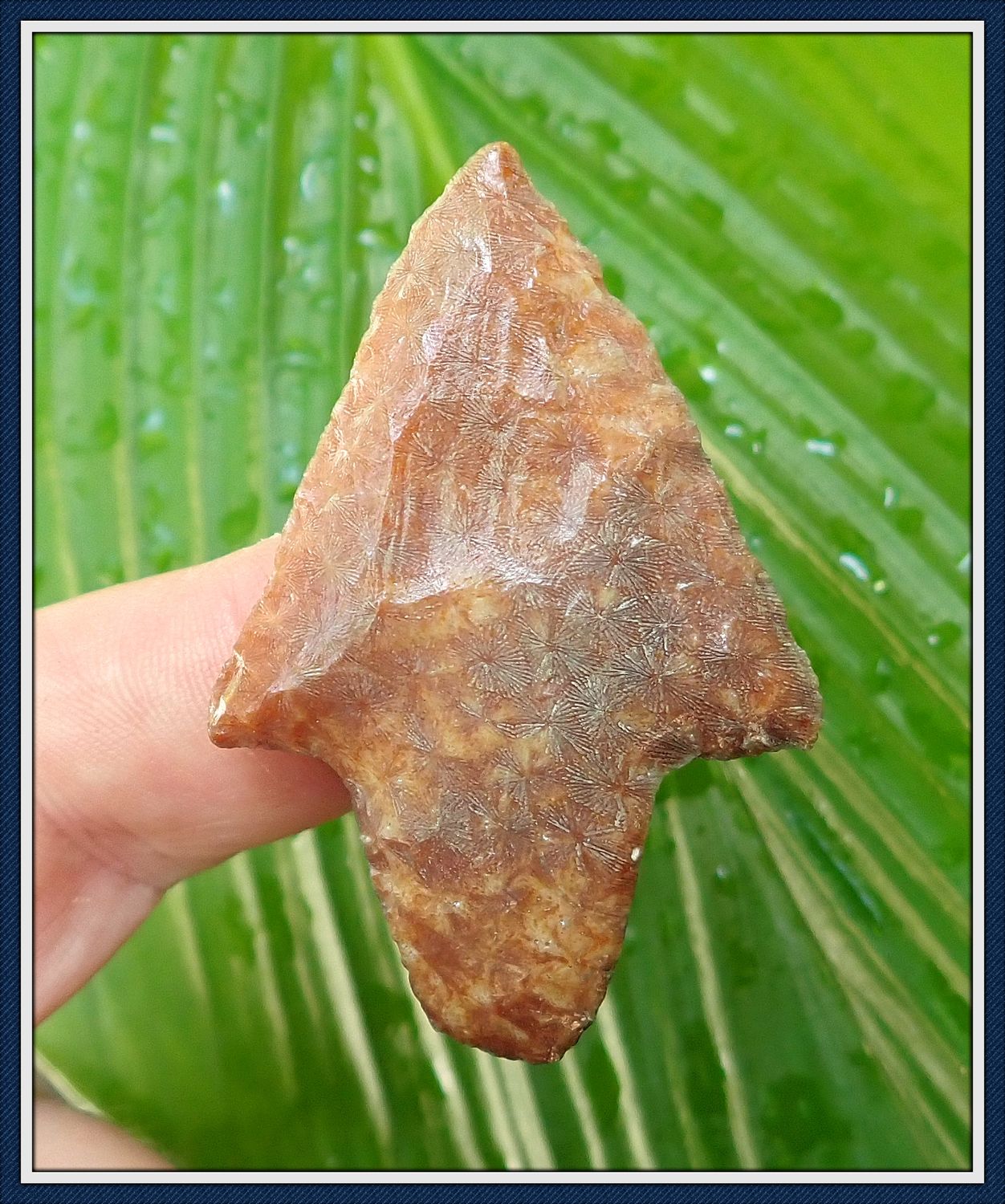 ~ Pasco Co. Florida ~ Pretty Coral Marion ~ Spear Point ~