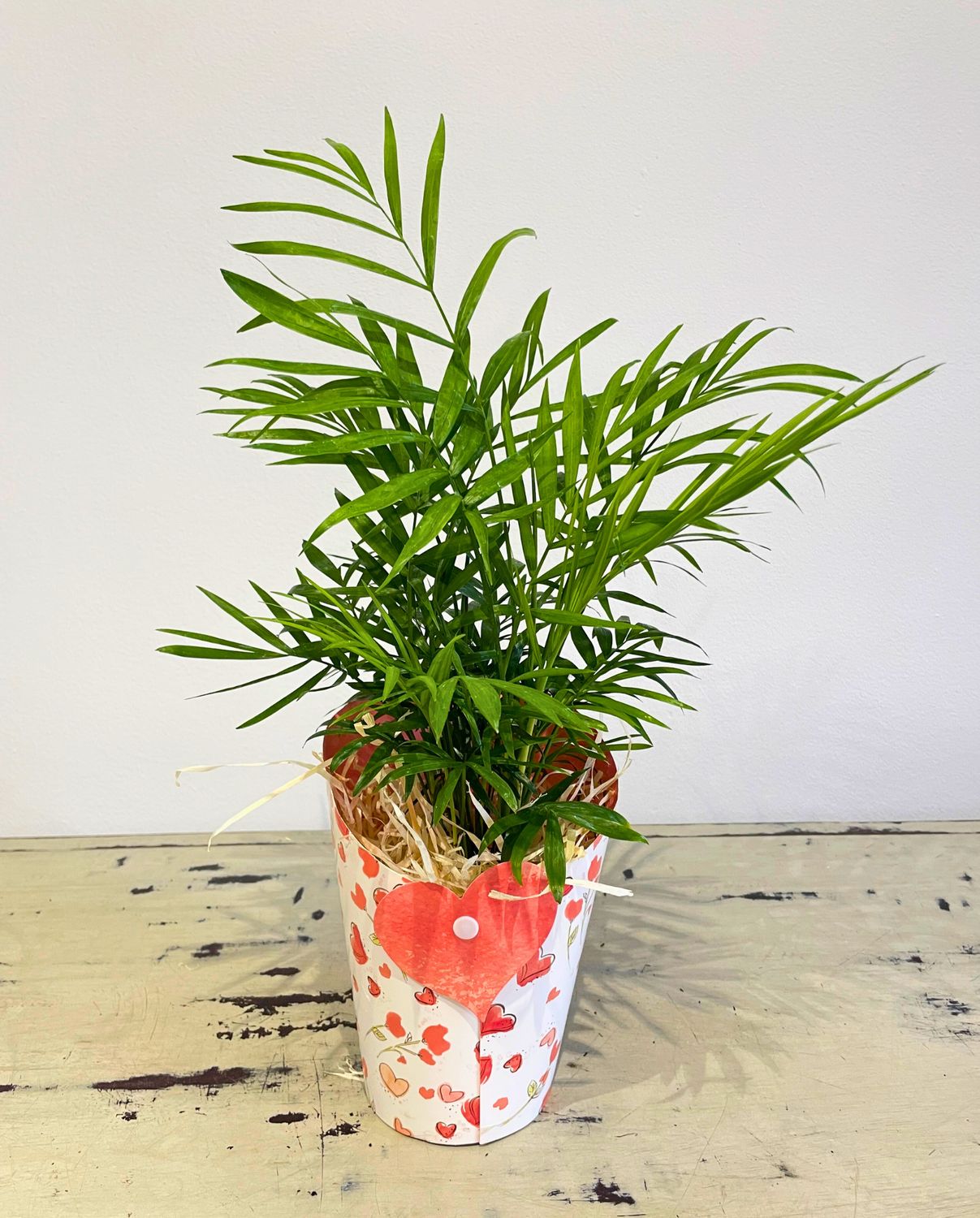 Valentine Love Palm Valentine Love Palm