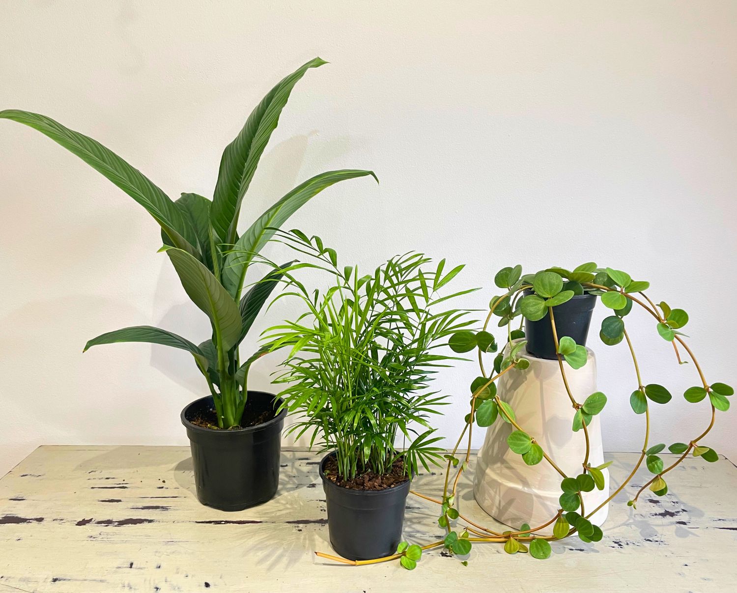 Bargain Bundle - February Bargain Bundle - February