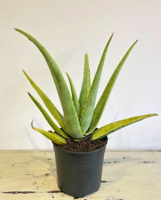 Aloe Vera