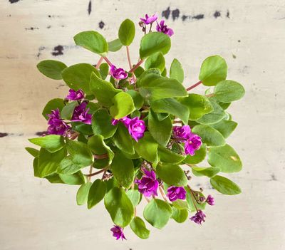 African Violet pixie