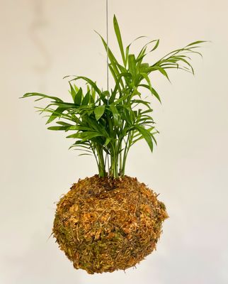 Love Palm / Parlour Palm kokedama
