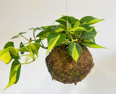 Sweetheart Plant Mica kokedama