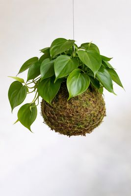 Sweetheart Plant  kokedama