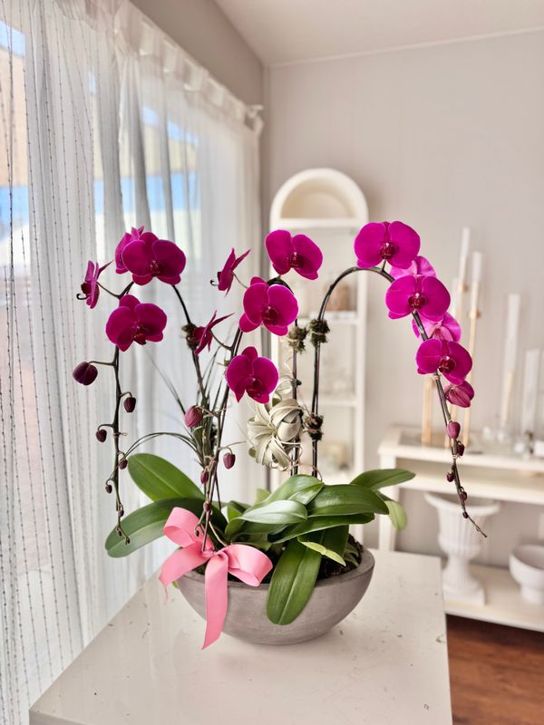 3  Premium Orchid &amp; Air plant