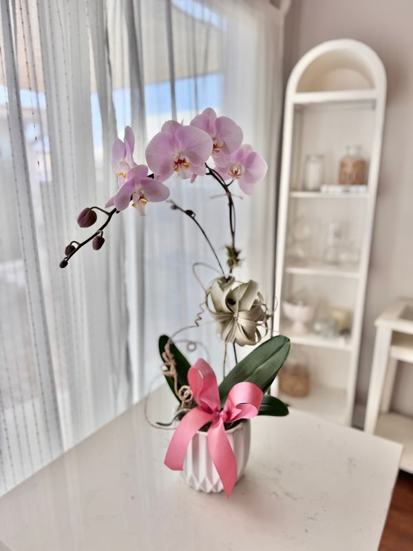 Premium Orchid &amp; AirPlants