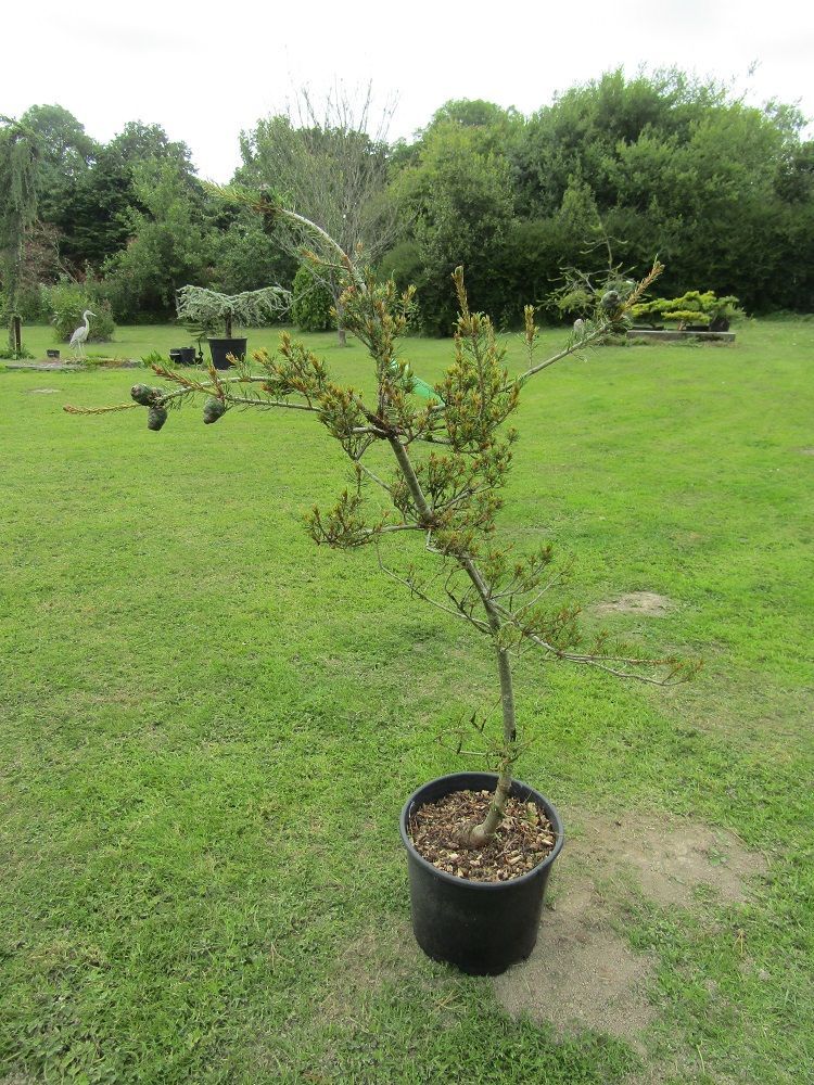 Pinus parviflora 'ichi-no-se' 15L 150-160x @80cm Pinus parviflora 'ichi-no-se' 15L 150-160x @80cm