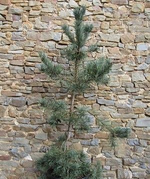 Pinus sylvestris frosty 30L 220-2400 iro15-20yrs old