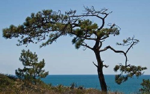 Pinus torreyana, Torrey pine 1.4L rose pot 15-20cm, from seed Pinus torreyana, Torrey pine 1.4L rose pot 15-20cm, from seed
