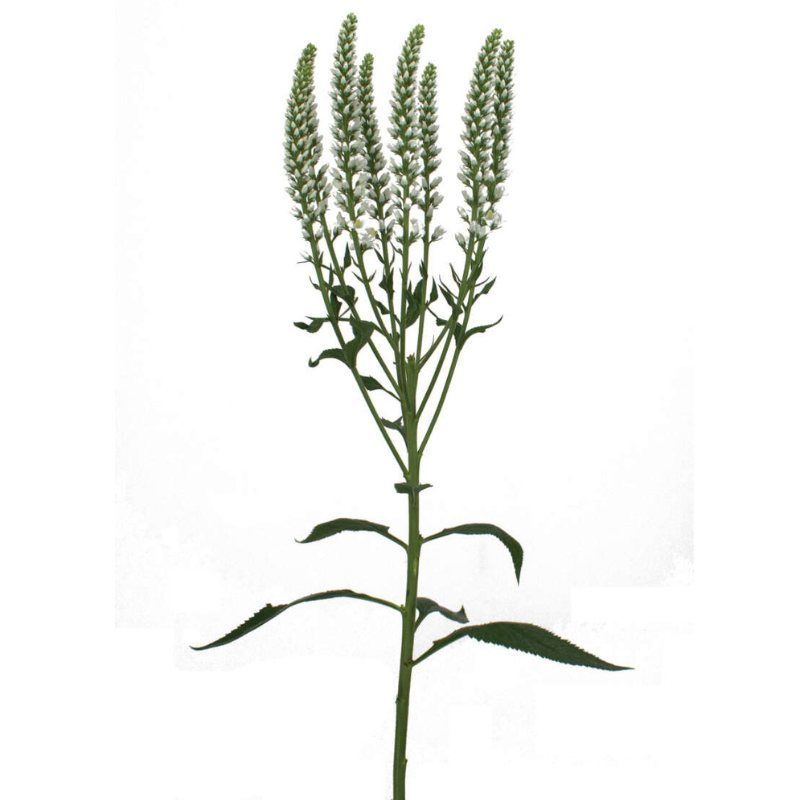 Veronica Skyler™ Splash White - 4