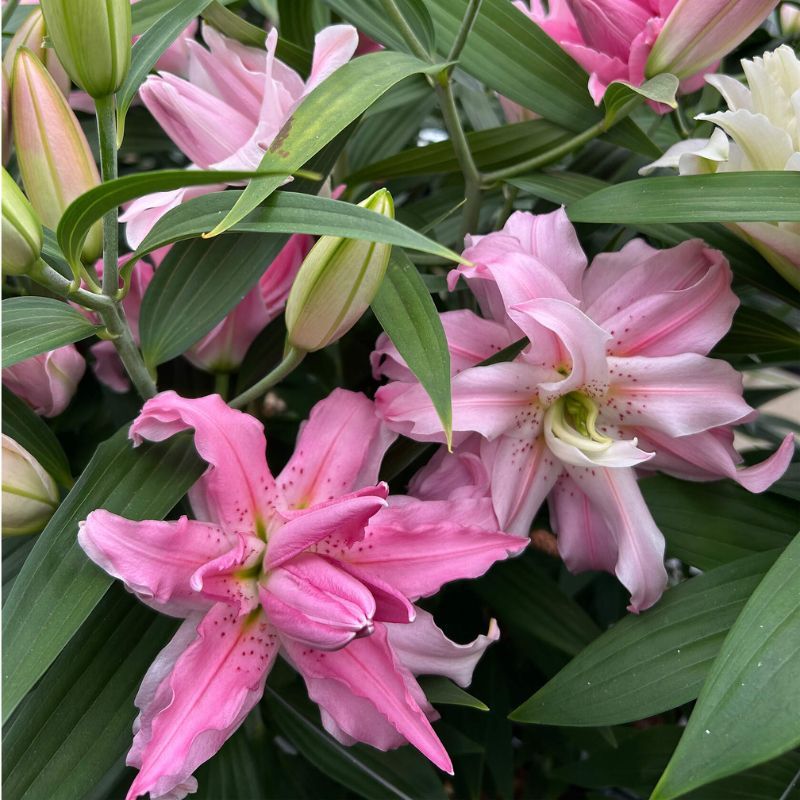 ROSE LILY Diantha Double