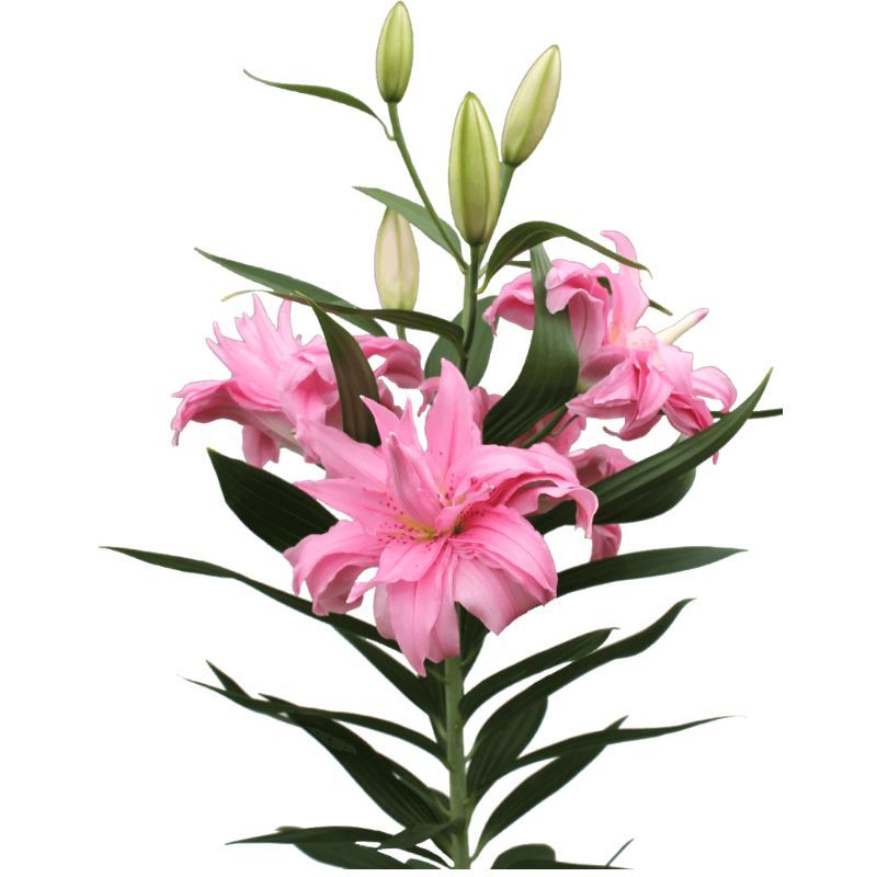 ROSE LILY Diantha Double