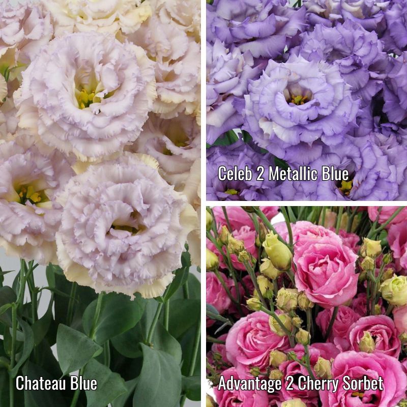 Lisianthus: Blue Chateau, Celeb Metallic Blue &amp; Advantage Cherry Sorbet