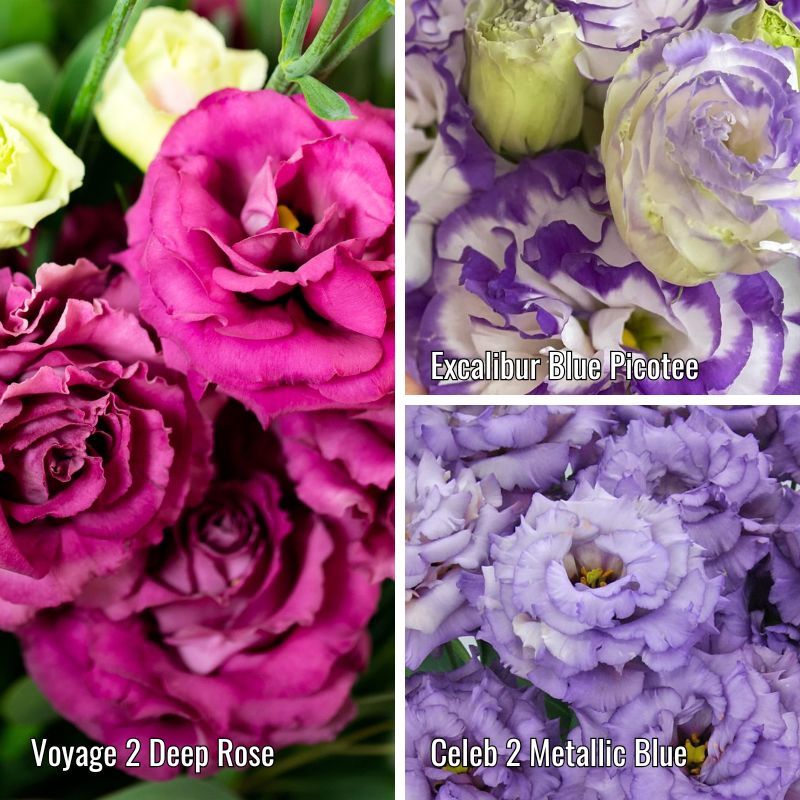 Lisianthus: Voyage Deep Rose, Excalibur Blue Picotee &amp; Celeb Metallic Blue