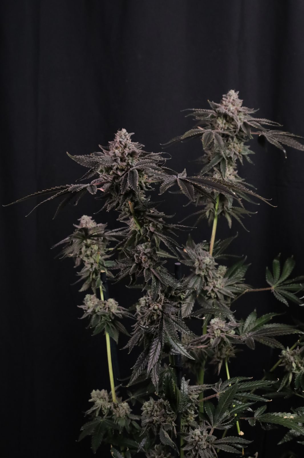 FastBuds - Z42 (fem.)