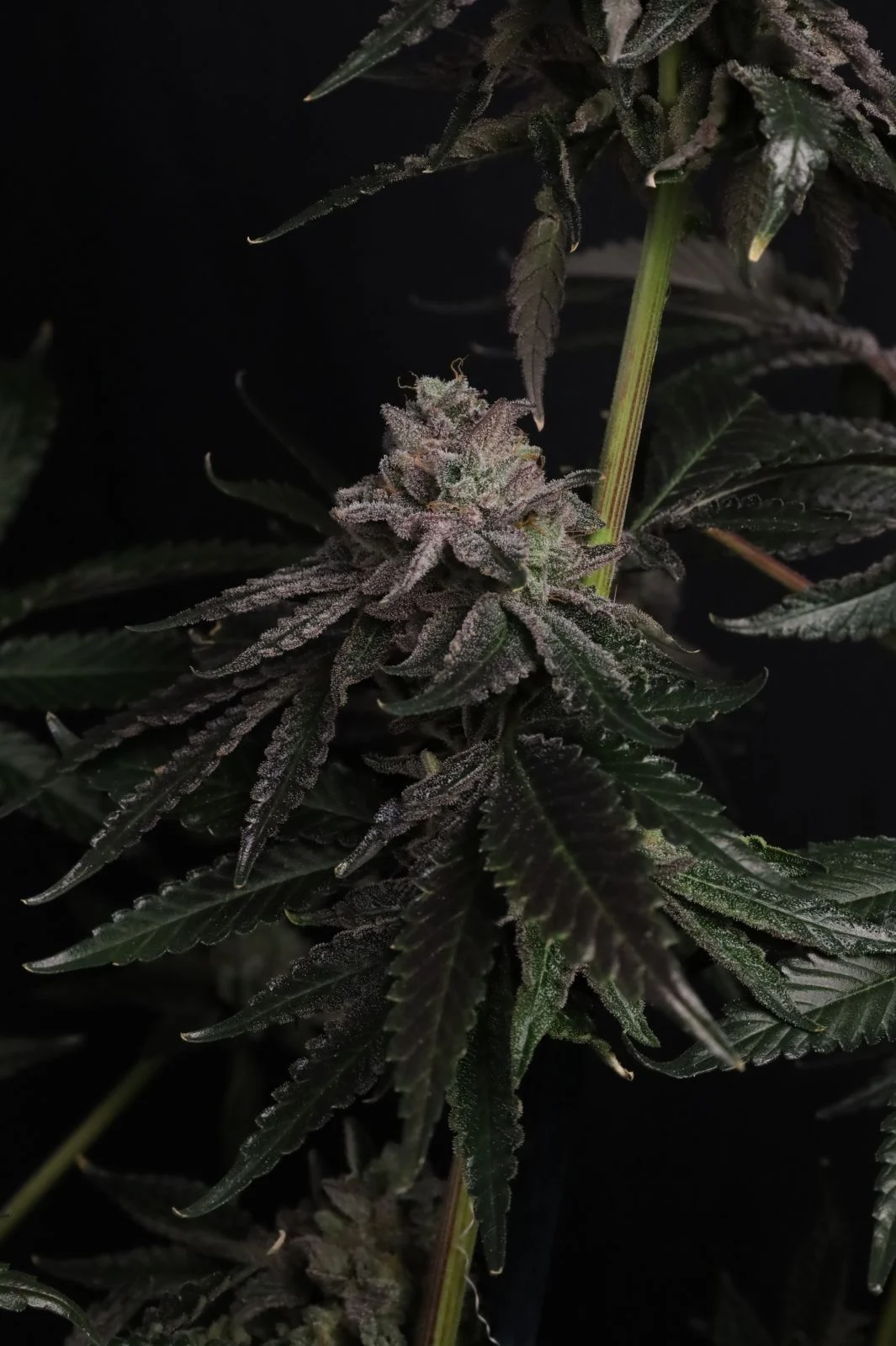 FastBuds - Z42 (fem.)