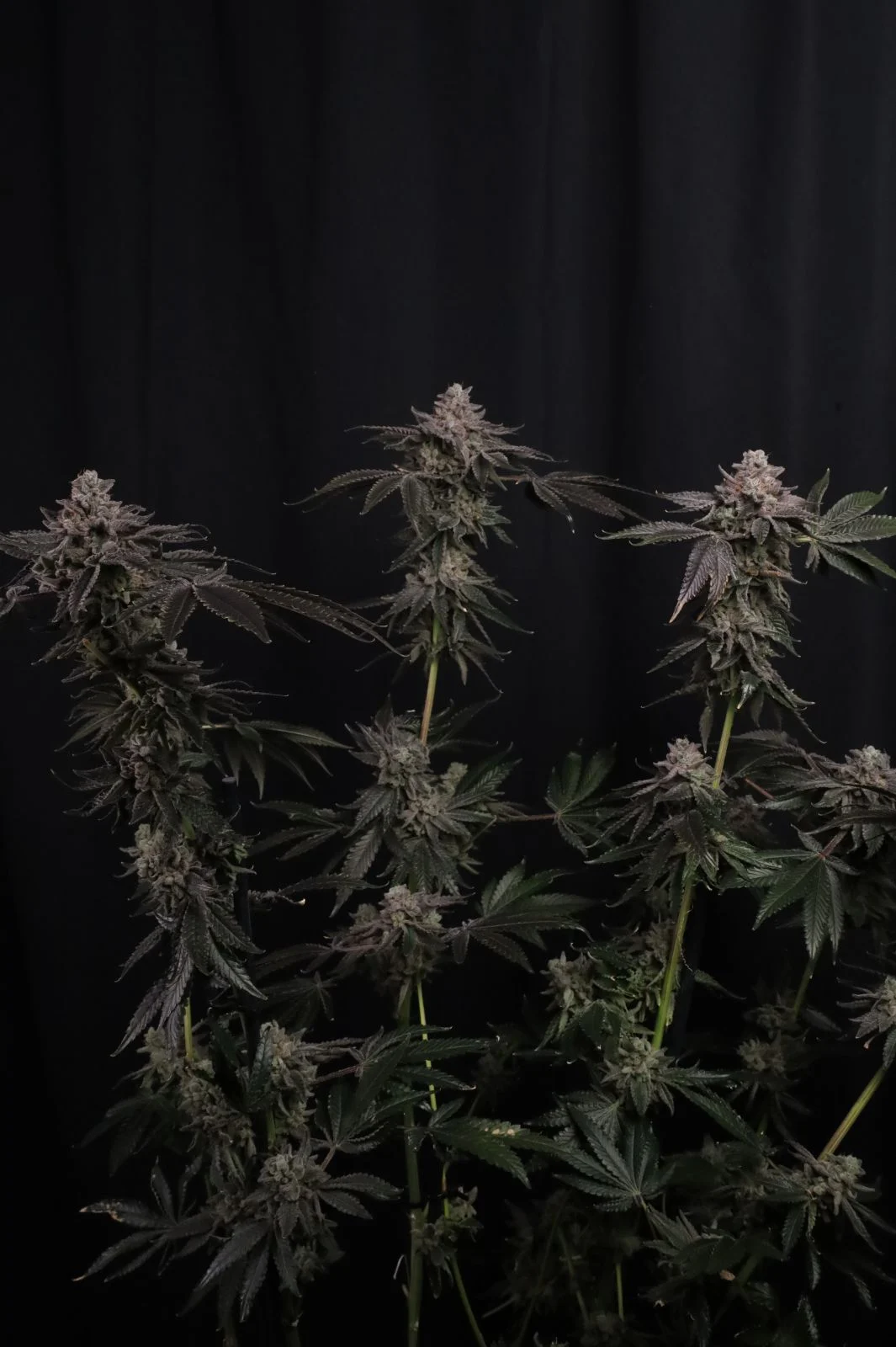 FastBuds - Z42 (fem.)