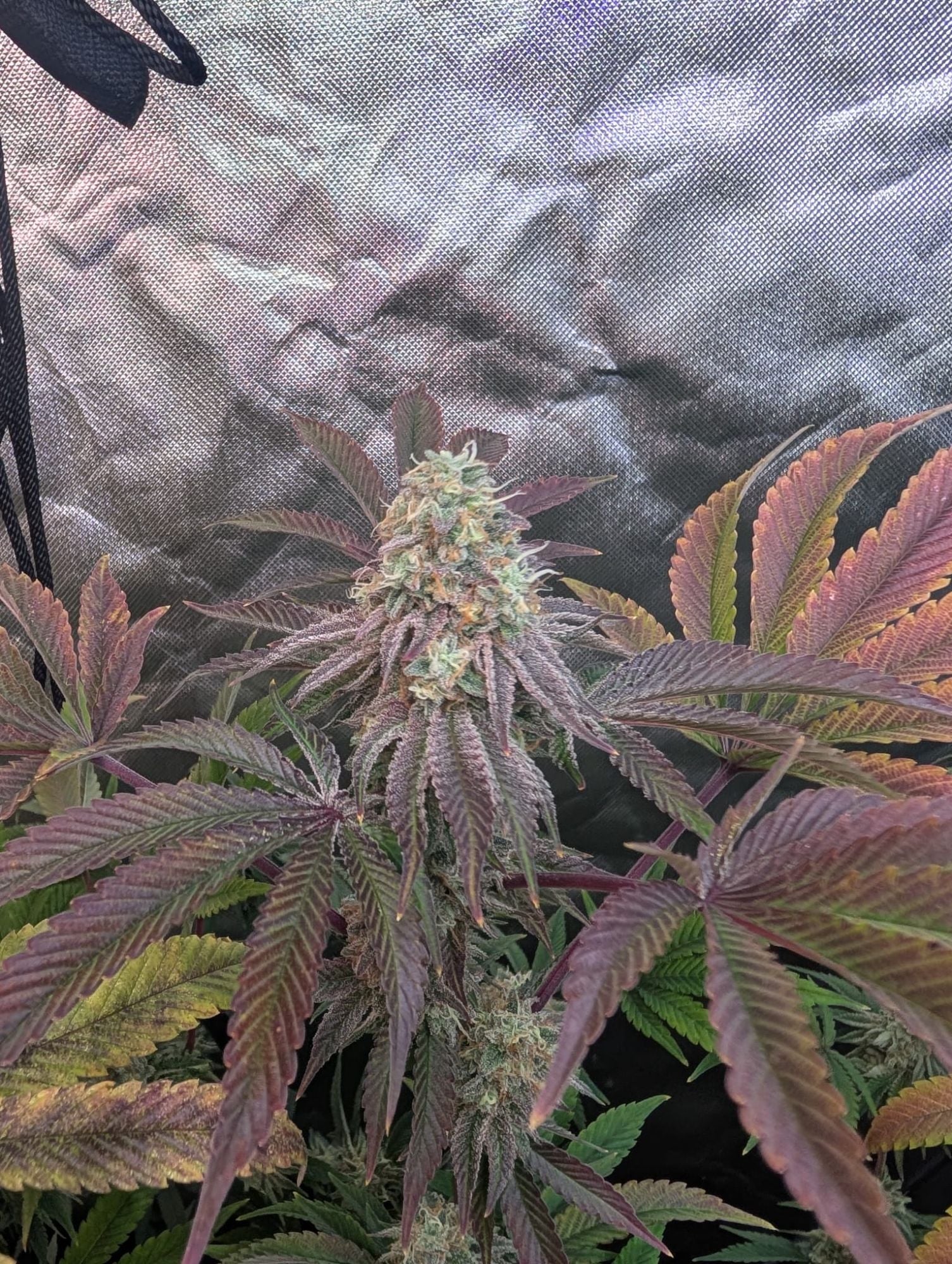 FastBuds - Z42 (fem.)