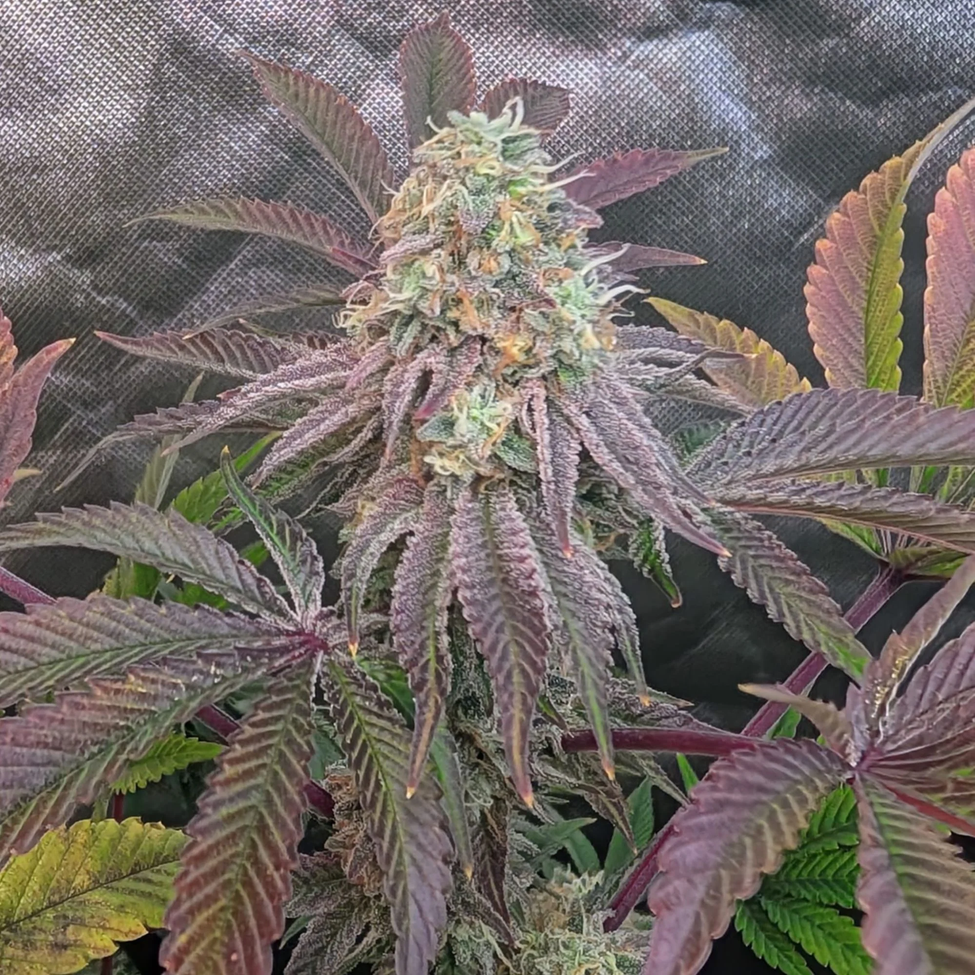 FastBuds - Z42 (fem.)