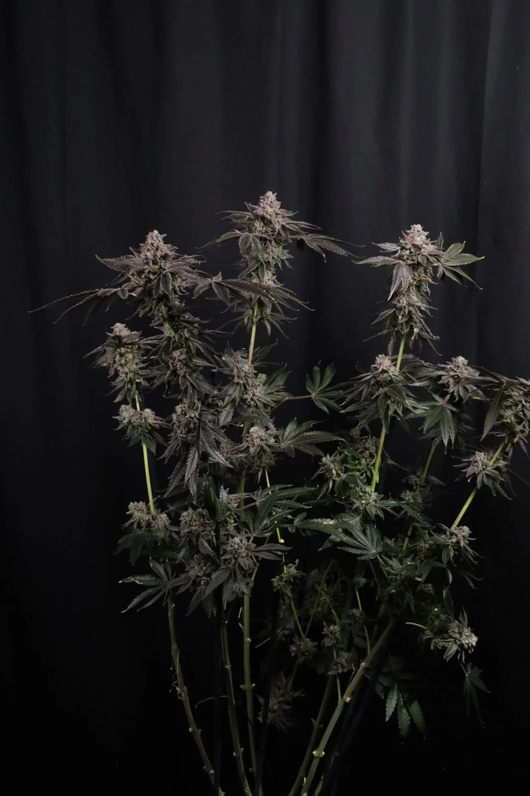 FastBuds - Z42 (fem.)