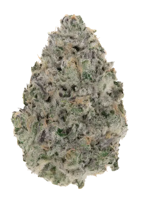 FastBuds - Z42 (fem.)