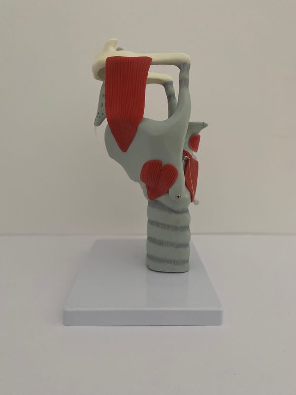 Functional Larynx Model