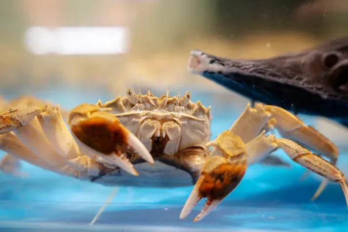 Ptychognathus barbartus - Unterwasserkrabbe "Pompom"