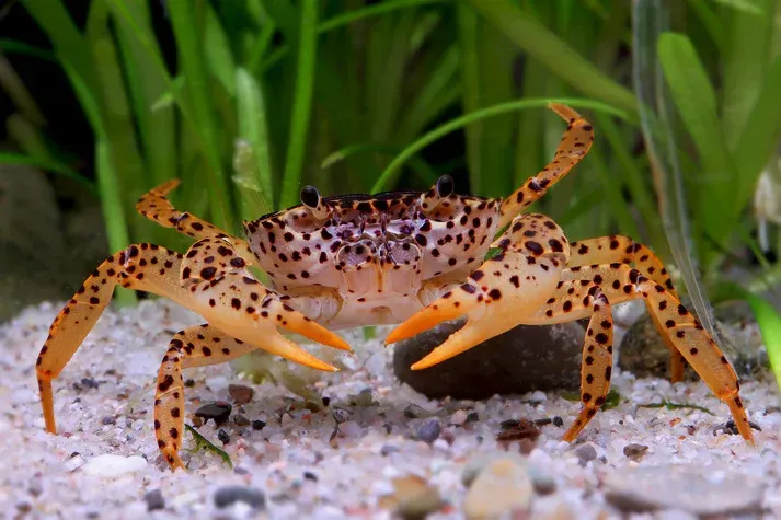 Unterwasserkrabbe "Panther" - Parathelphusa pantherina