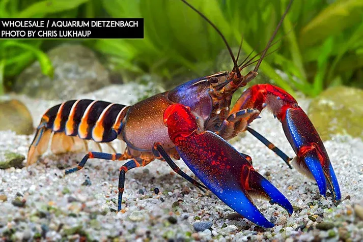 Krebs "zebra blue claw" -Cherax cf. peknyi