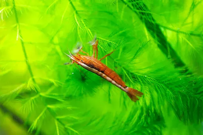 Molukkenfächergarnele - Atyopsis moluccensis