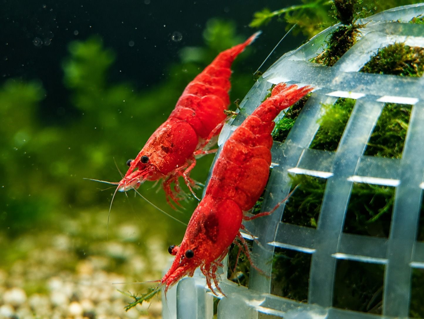 tragende rote Garnelen tragende rote Garnelen