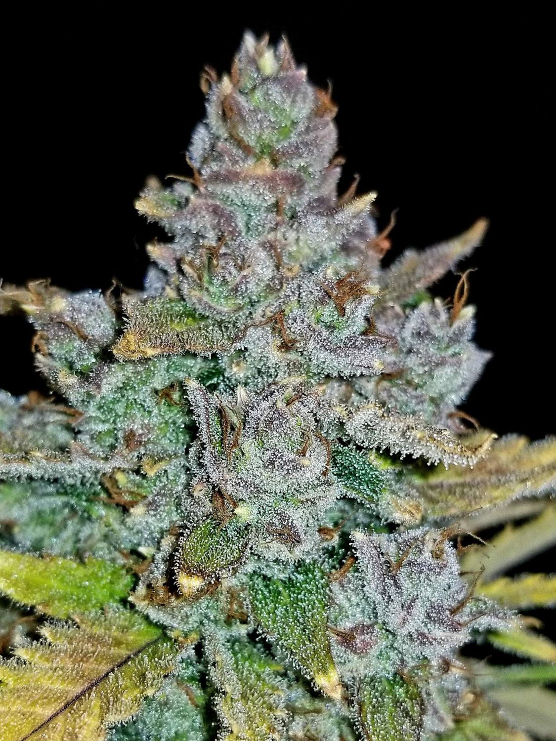 FastBuds - Blue Dream Auto - 3 pack (Fem)