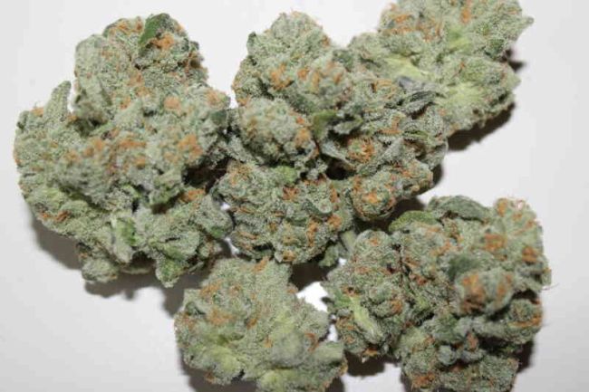 ZaZa Skunk Feminized Seeds- Purple Caper (5 pack)