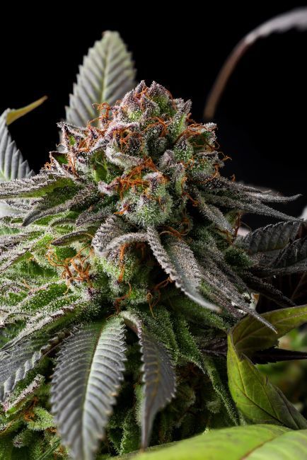 Runtz Cake Auto Feminized- Purple Caper (5 pack)