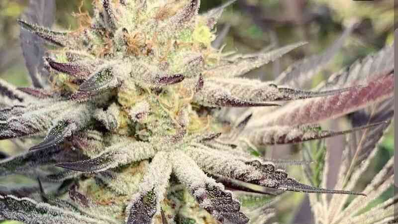 Slurricane #7 S1 Feminized Seeds - In House Genetics (3 pack)
