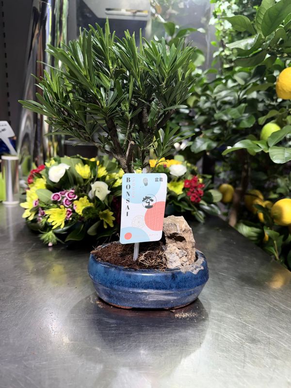 Mini Bonsai in Vaso di Terracotta