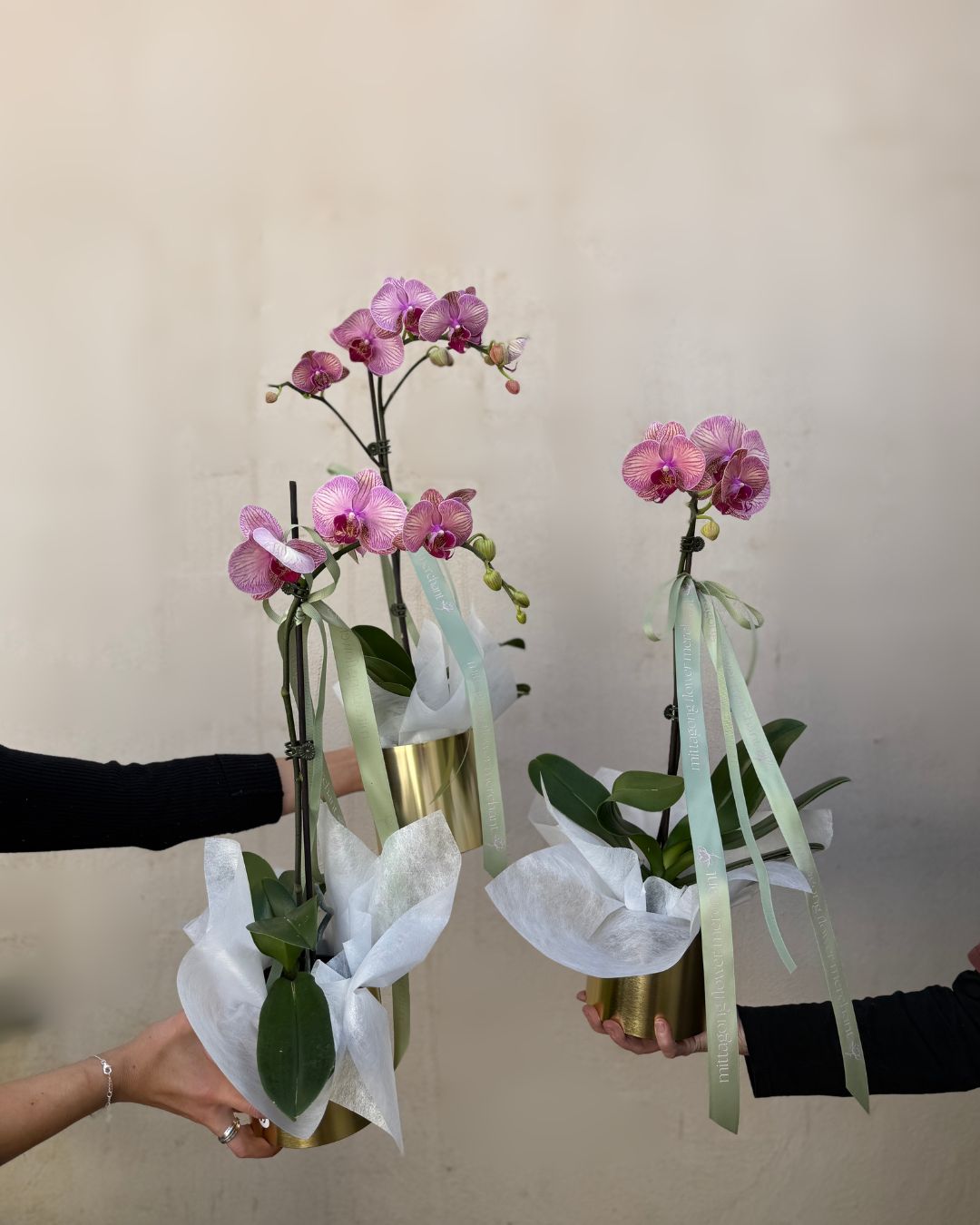 Potted Orchid