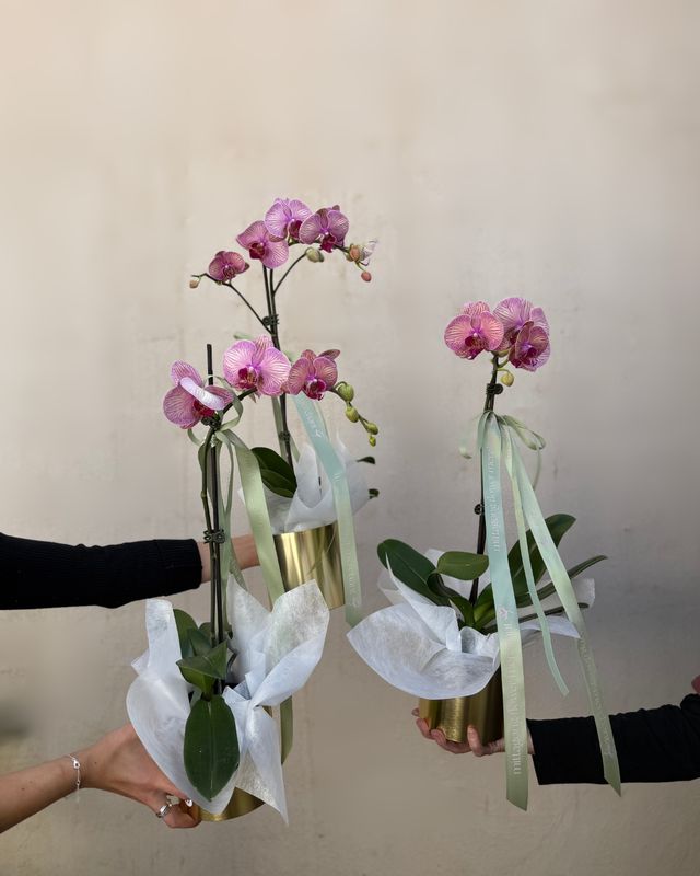 Potted Orchid