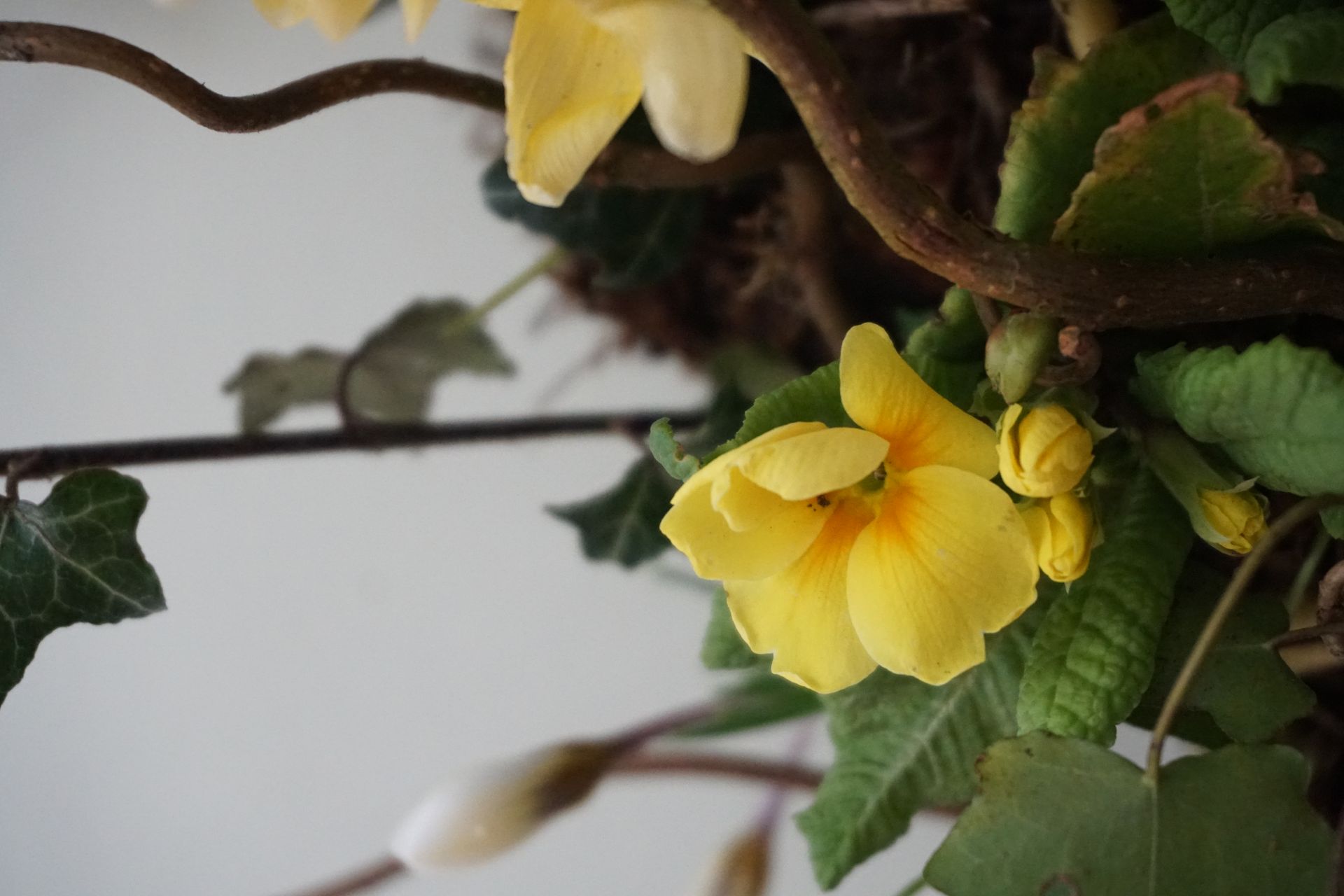 Living Wreath Workshop 28th March 2026