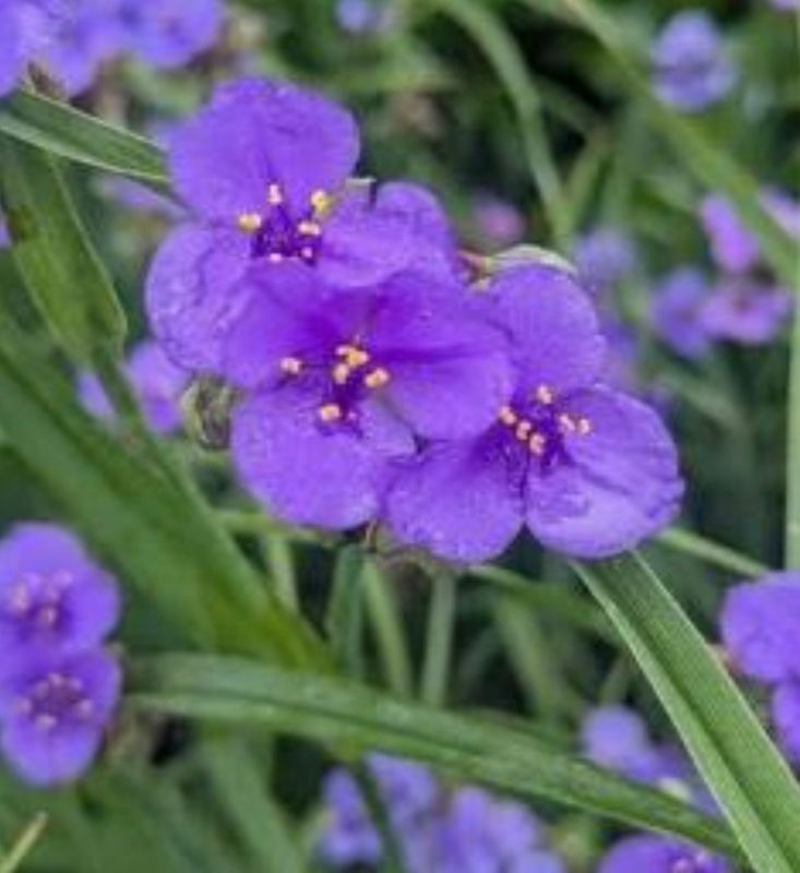 ​Ohio Spiderwort