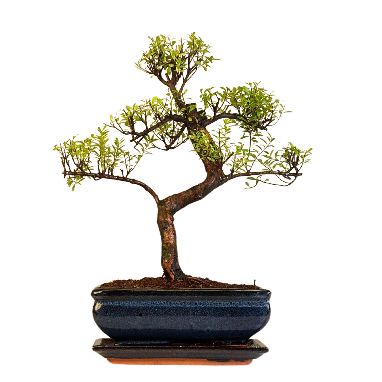 Syzygium Bonsai P20 S