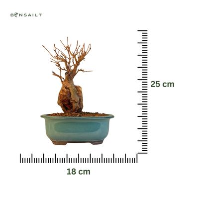 Dreispitzahorn -Bonsai auf dem Felsen Trident maple P18