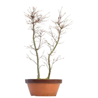 Ahorne Deshojo Bonsai- Acer Bonsai Baum P30