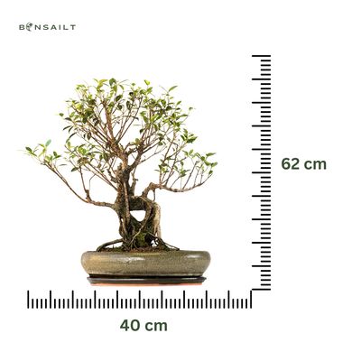Ficus Bonsai P40