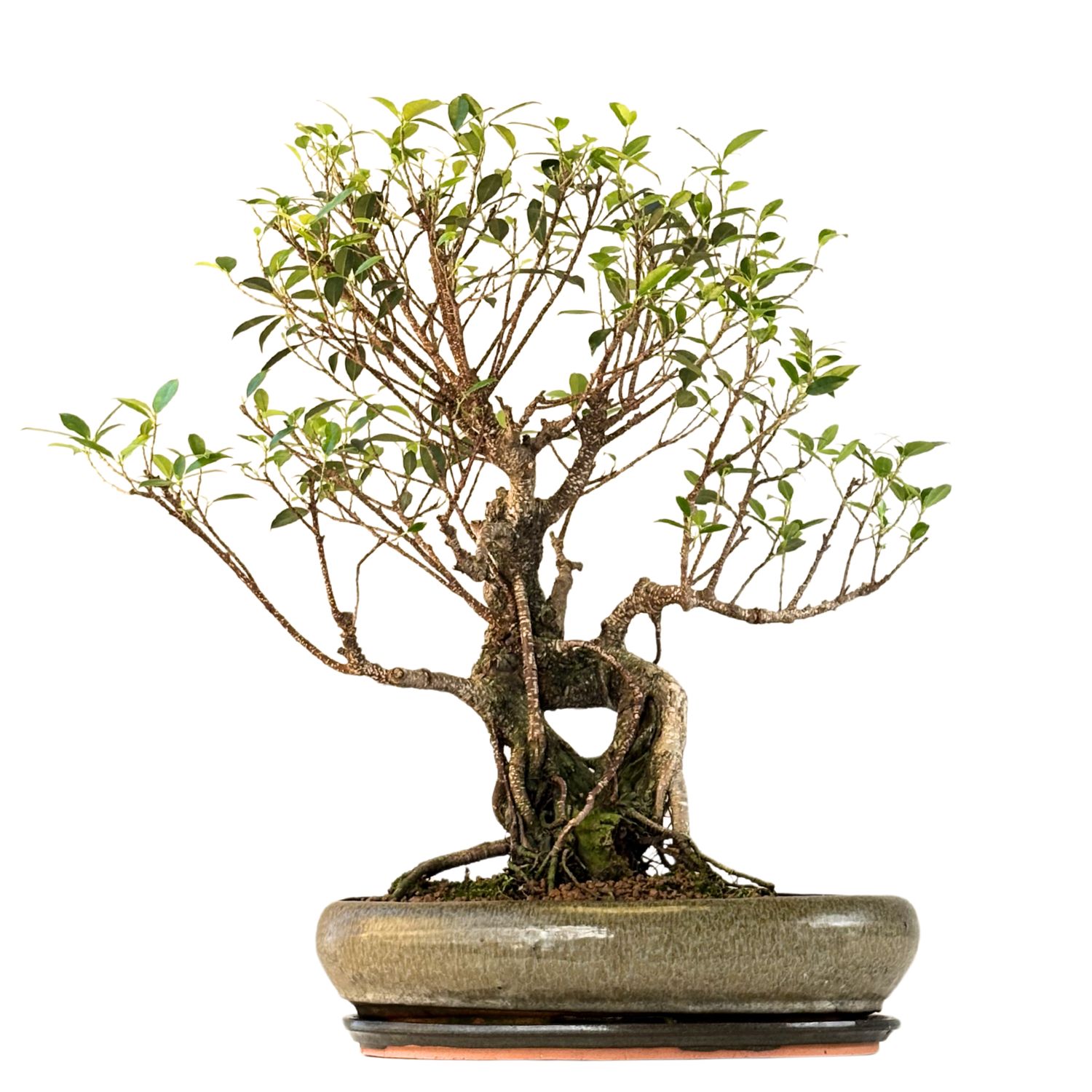 Ficus Bonsai P40