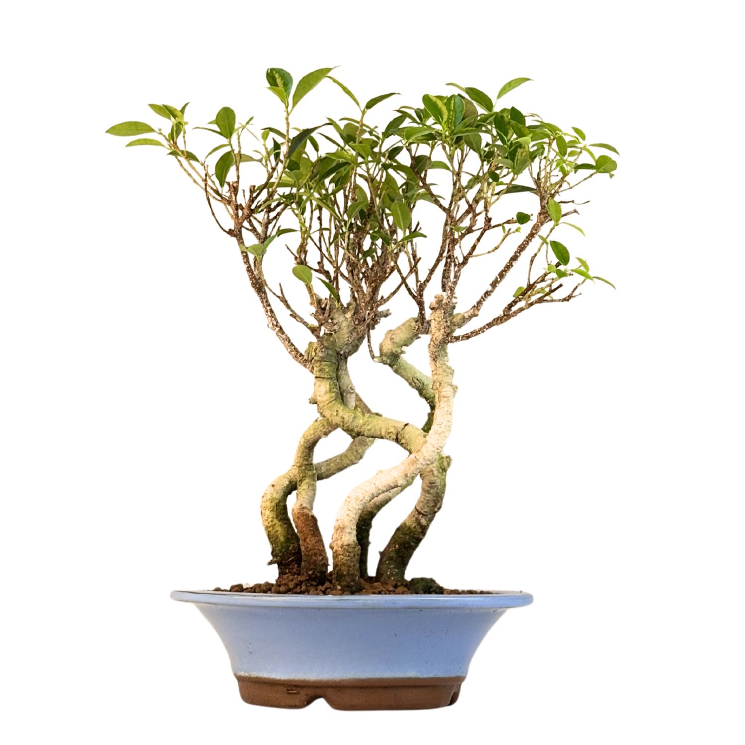 Ficus Bonsai P17 5x